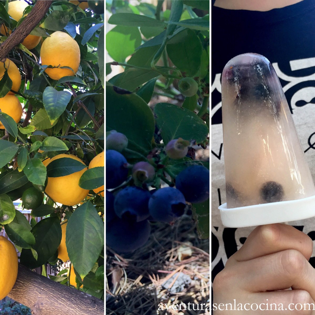 Paleta de limon y arándanos. 