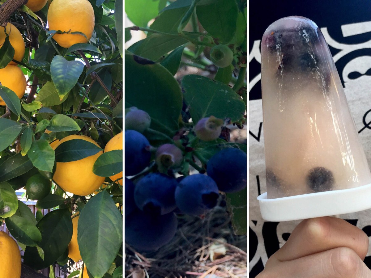 Paleta de limon y arándanos. 