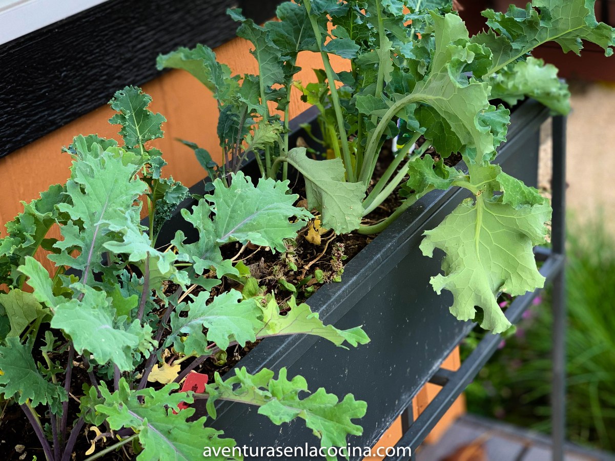 Chips de col rizada o&nbsp;Kale