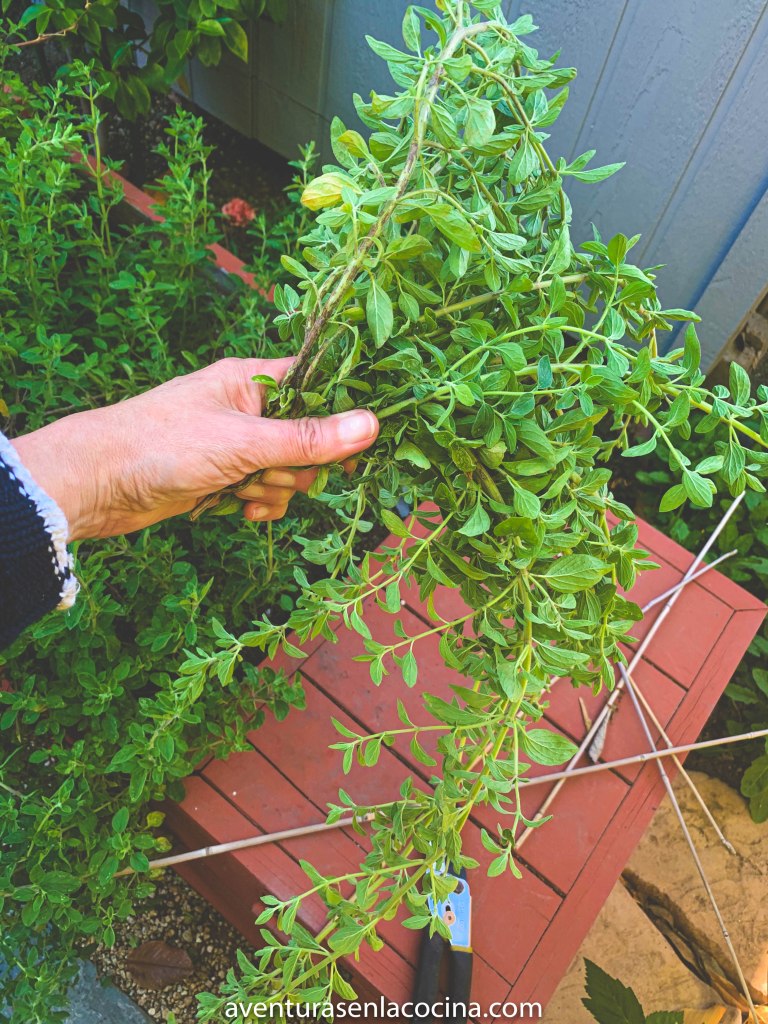 Como secar oregano